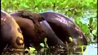 Huge Anaconda Eats Capybara [upl. by Nuncia814]