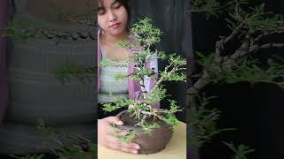 Dinda Petik Daun Bonsai Desmodium bonsai bonsaiserutmame bonsaitree [upl. by Asilrak]