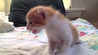 3 week old kitten mews for its mothers [upl. by Durnan]