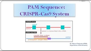 PAM Sequence CRISPR Cas 9 System [upl. by Idnib]