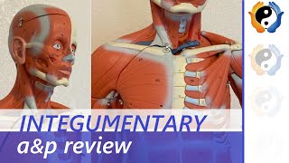 Integumentary System Review [upl. by Barrie]