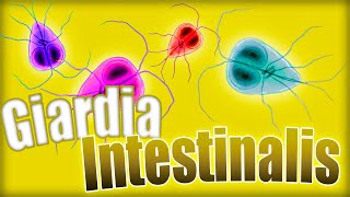 GIARDIOSIS ❗❗ Giardia lamblia Ciclo biológico síntomas diagnóstico y tratamiento  Parasitología [upl. by Wrightson]