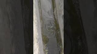 nag Panchami nagpanchami trending viralvideo [upl. by Ahtiek733]