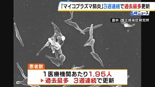 “歩く肺炎”『マイコプラズマ肺炎』患者数が過去最多に 「冬にかけて増えていくことも…」（2024年10月22日） [upl. by Sahpec58]