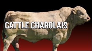 🔴 What Are The Disadvantages Of CHAROLAIS Cattle  Biggest Bulls And Cows [upl. by Pedaiah]