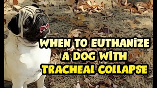 When to Euthanize a Dog with Tracheal Collapse [upl. by Richart305]