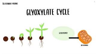 Glyoxylate cycle [upl. by Trilby233]