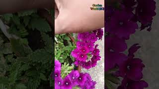 verbena flower plant care shorts shortsfeed viral viralshorts verbena flowers [upl. by Eneles]