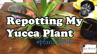 Repotting My Yucca Plant  Plant With Me  Repotting Houseplants [upl. by Ahsaret]