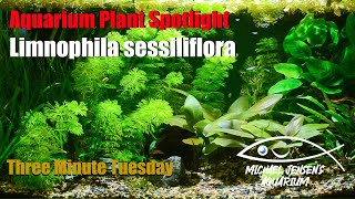 Limnophila sessiliflora  Ambulia  Aquarium Plant Spotlight [upl. by Adnical]