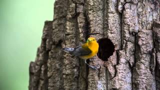 Prothonotary Warbler Nest [upl. by Nydnarb]