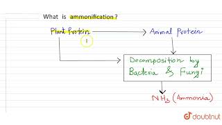 What is ammonification [upl. by Ordnael]