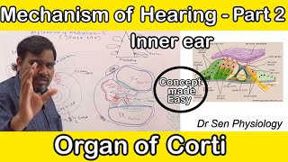 Mechanism of hearingPart 2Organ of Corti Hair Cells [upl. by Verlee]