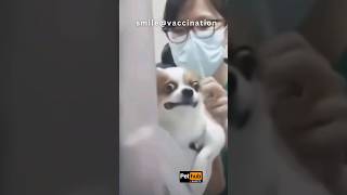 Funny DOGS Vaccination 🐩🐩🚑🤣🤣 funnydogs dogmemes vaccination [upl. by Alenoel]