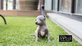 Amazing Italian GreyHound Betty  Rolly Teacup Puppies [upl. by Nitnerb]