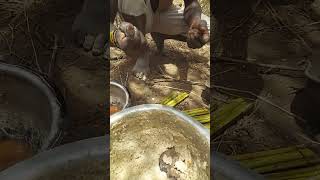 Lunch time eating cornmeal porridge with meat hadzabe hunters shortsvideo [upl. by Eniala996]