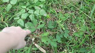 mimosa pudica plant [upl. by Nylissej599]