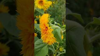 玩具熊向日葵x太陽花。Sunflower。 travel plants sunflower nature teddybear [upl. by Freemon]