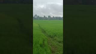 Suman sahani dry fish market jagiroad assam shortvideo [upl. by Assirim925]