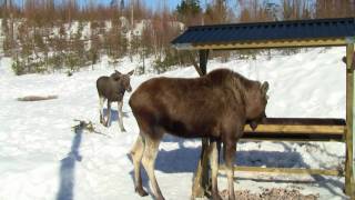 Feeding mooses in Isaberg Moose Park [upl. by Luhar958]