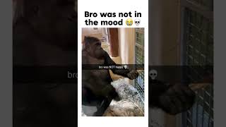 Bro was NOT happy 💀 trending bruh subscribe memes meme funny monkey shorts capcutedit [upl. by Jard]