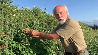 How to grow Wild Dagga Leonotis leonurus [upl. by Thorin871]