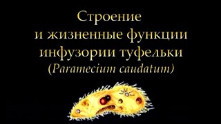 Инфузория туфелька Paramecium caudatum [upl. by Tabby]