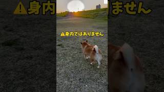 身内ではありません‼️名前を呼ばれて反応する柴犬 柴犬 犬 犬のいる暮らし おもしろ 柴犬のいる暮らし [upl. by Daisey787]