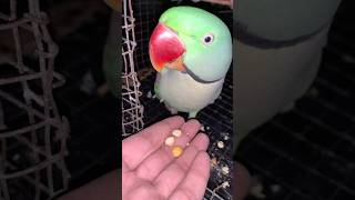 This is how to feed a parrot 🦜 [upl. by Nico]