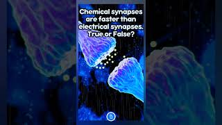 Chemical synapses are faster than electrical synapses True or False neet neetbiology [upl. by Doralynn]