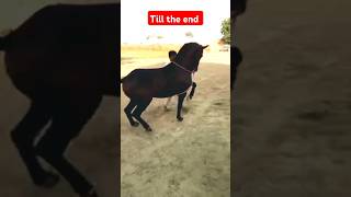 wah Ghora wah ♥️ horse shorts youtubeshortsforyou farm [upl. by Nomrac]