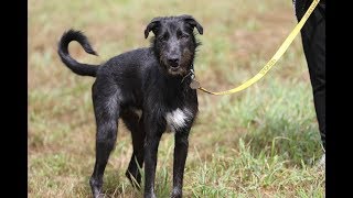 Stanley  11 Month Old Deerhound x  7 Weeks Residential Dog Training [upl. by Naiviv110]