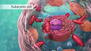 Biology Cell Structure I Nucleus Medical Media [upl. by Simaj595]