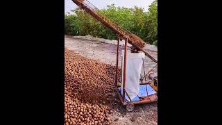 Walnuts bagging process Good tools and machinery make work easy [upl. by Huan967]