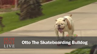 Watch Otto The Skateboarding Bulldog Totally Shred A World Record [upl. by Barret]