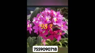 Epidendrum orchidvilakkuravilshortvideoepidendrumshortvideo [upl. by Enilegnave]