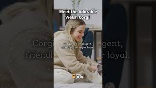 Meet the Adorable Welsh Corgi puppies happydogtv fyp [upl. by Nivat]