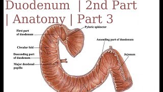 Duodenum  2nd Part  Anatomy  Part 3 [upl. by Amiaj]