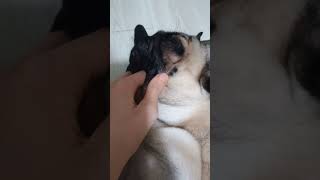 Carlino con grattini sulla pancia carlino puglife pug puppy funny [upl. by Leroj]