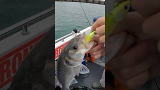 Bass fishing next to Brighton Marina [upl. by Raynah]