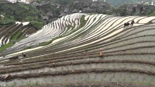 Longji Terraces South West of China 2龙脊梯田，南中国西部＃2 [upl. by Neztnaj]