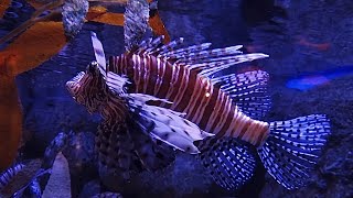 Red lionfish Pterois volitans [upl. by Moody]