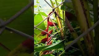 Growing The Hanging False bird of Paradise🥰🌴bloom shortvideo paradise birdofparadise birdplant [upl. by Ecinereb]