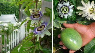 कैसे करे देखभाल जिससे मिले अधिक लाभ । how to grow and care passion flower [upl. by Anen529]