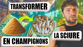 🍄 Comment CULTIVER des CHAMPIGNONS sur de la SCIURE [upl. by Swart]