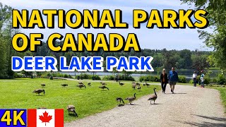 Walking Around Deer Lake Park  National Parks of Burnaby BC CANADA  4k [upl. by Eisyak]