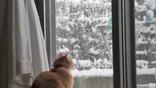 きれい〜♥ ひらひら雪猫♪ こむぎ こころ Cats enjoy the snow [upl. by Elbertine]