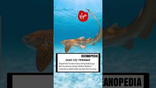 HIU BELIMBING  Leopard Shark Stegostoma fasciatum [upl. by Fotzsyzrk]