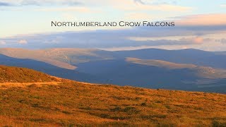 Falconry 5  Northumberland Crow Falcons [upl. by Drofub901]