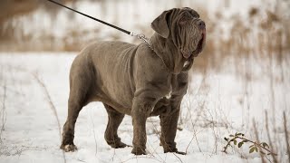 THE NEAPOLITAN MASTIFF  STRONG amp FIERCE GUARD DOG Mastino Napoletano [upl. by Dedrick744]